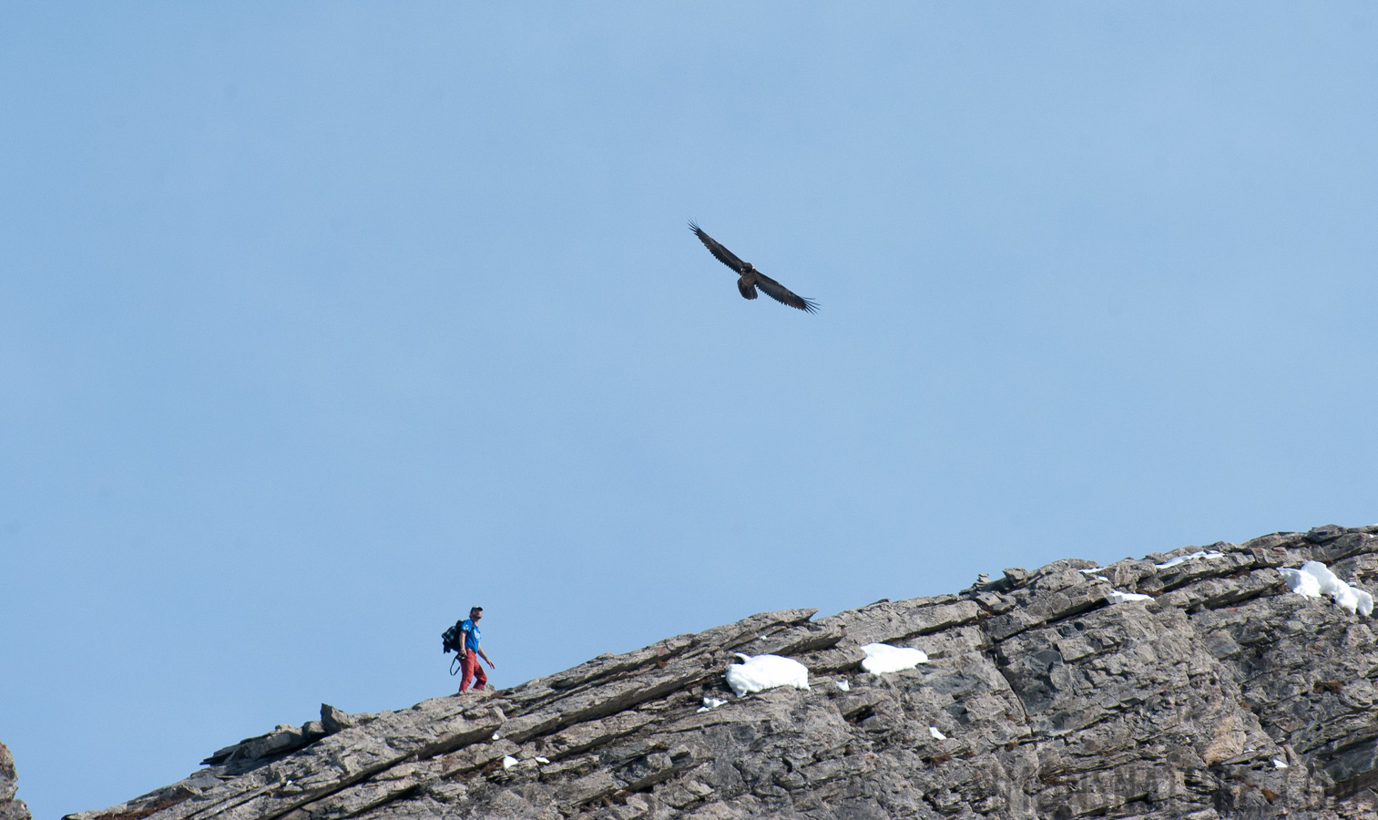 Gypaetus barbatus barbatus [550 mm, 1/1600 sec at f / 9.0, ISO 1600]